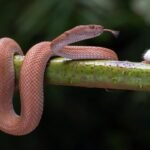 Milk snake resting on a rock in its natural habitat